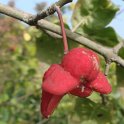 Euonymus obovatus fruit P1A